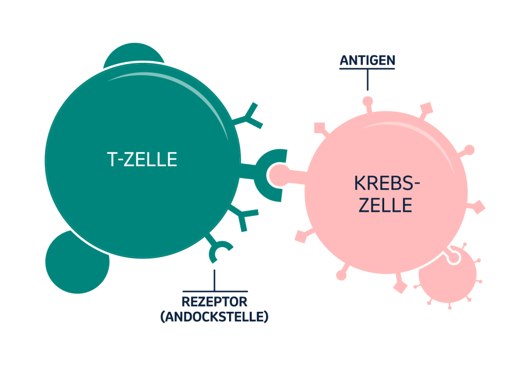 Die T-Zelle erkennt die Krebszelle und leitet eine Immunantwort ein.