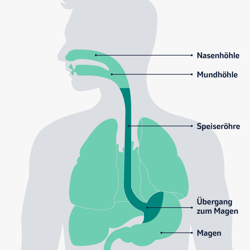 Speiseröhrenkrebs: Grafische Darstellung der Anatomie der Speiseröhre und umliegender Organe.