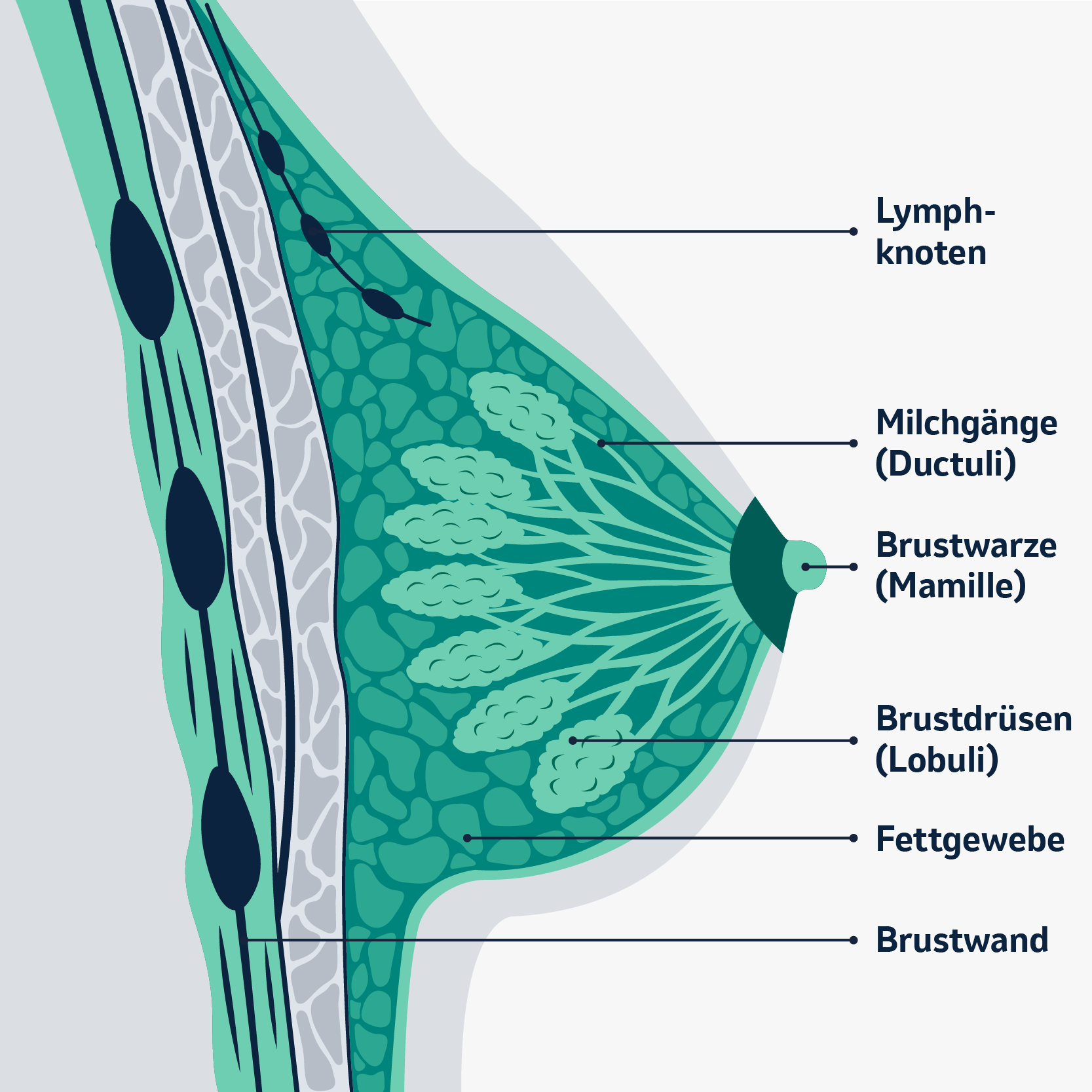 Brustkrebs Symptome Diagnose Und Behandlung MSD Gesundheit Brustkrebs Symptome Diagnose Und Behandlung MSD Gesundheit