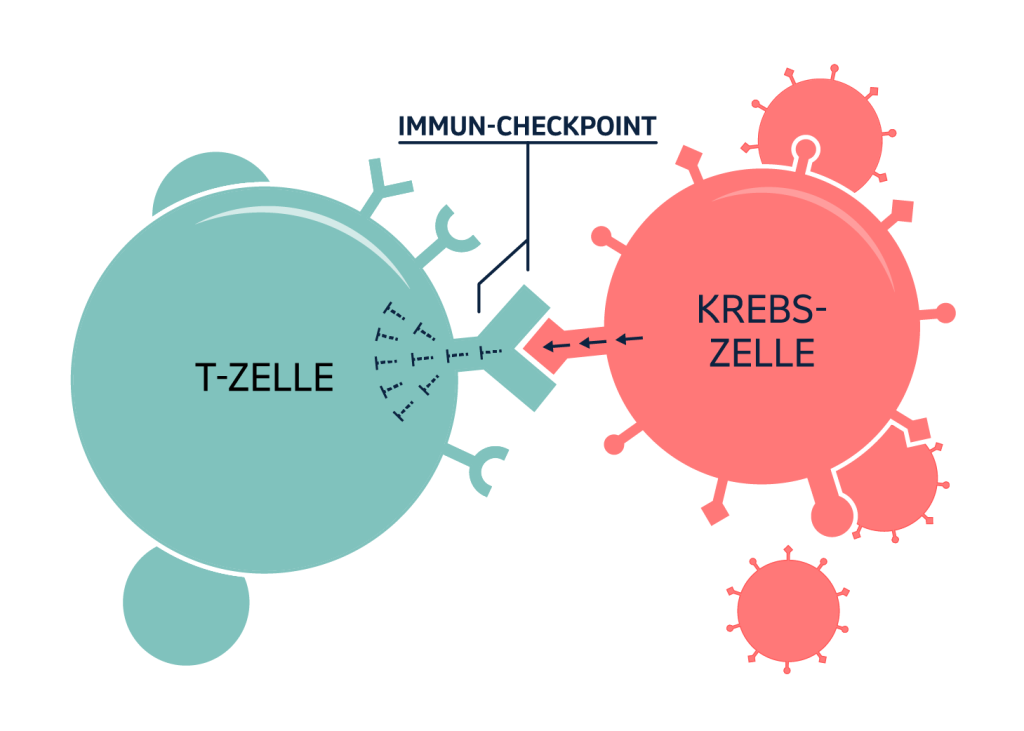 Die Krebszelle dockt an die T-Zelle an und legt den körpereigenen Abwehrmechanismus lahm.