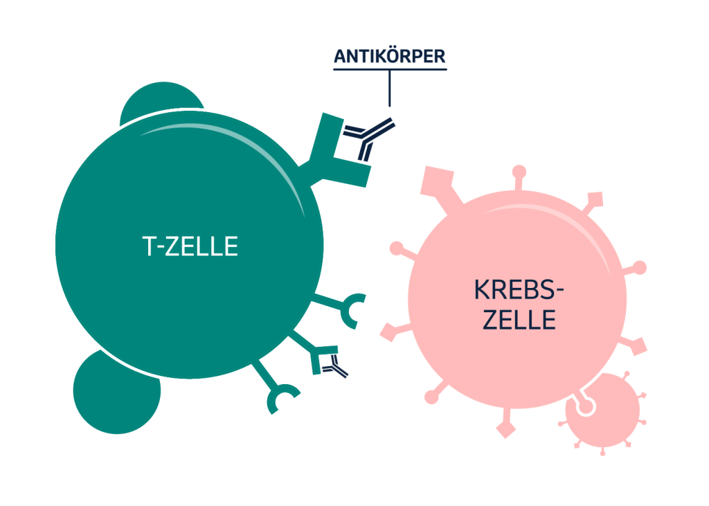 In der Illustration sind Antikörper dargestellt, die die Checkpoints der T-Zelle blockieren. Dadurch sollen Krebszellen die Reaktion des Immunsystems weniger stark verhindern können.