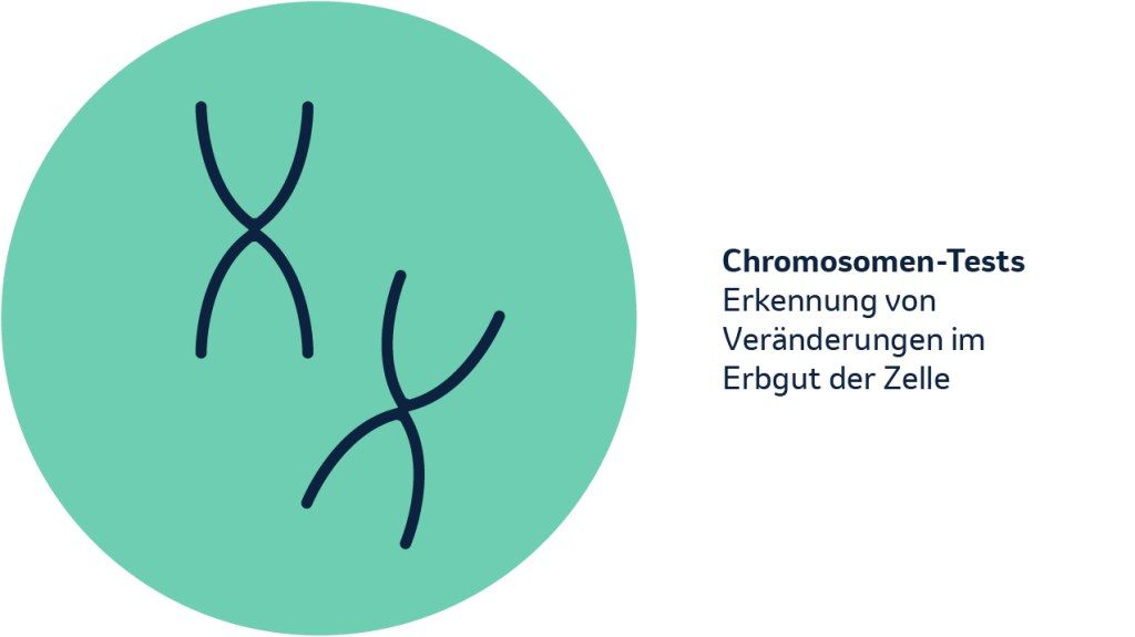 Chromosomentests- Erkennung der Veränderung vom Erbgut der Zelle