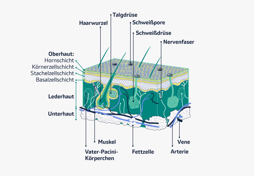 Hautkrebs, Melanom: Aufbau der Haut