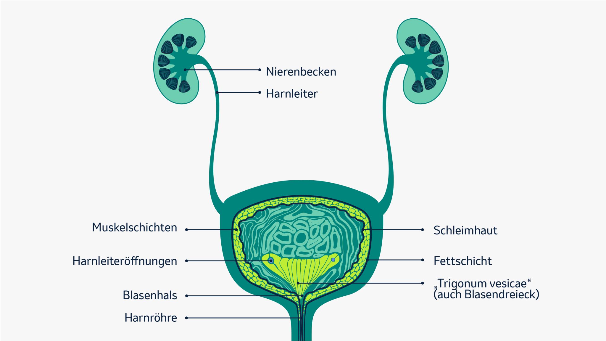 Die Abbildung zeigt den anatomischen Aufbau der Blase inklusive der Nieren und der Harnleiter.