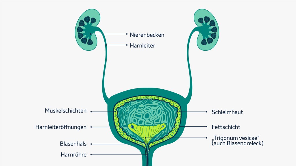 Die Abbildung zeigt den anatomischen Aufbau der Blase inklusive der Nieren und der Harnleiter. 
