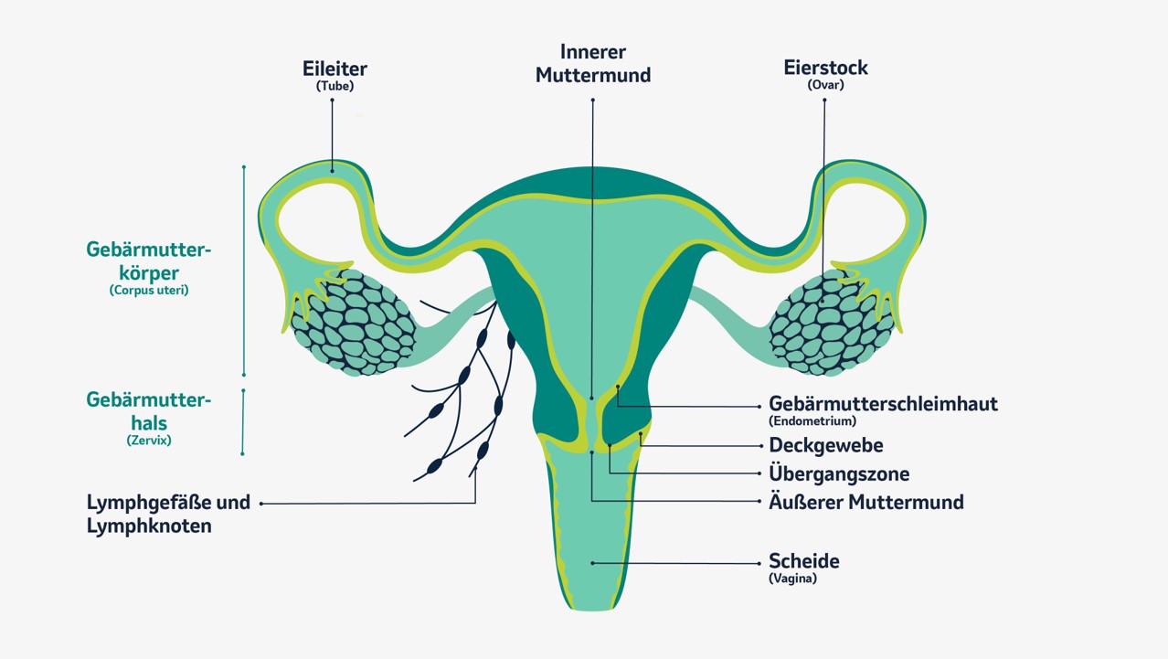 Aufbau der inneren Geschlechtsorgane der Frau (Vorderansicht)