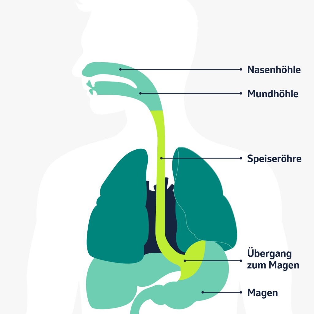 Speiseröhrenkrebs: Grafische Darstellung der Anatomie der Speiseröhre und umliegender Organe. 