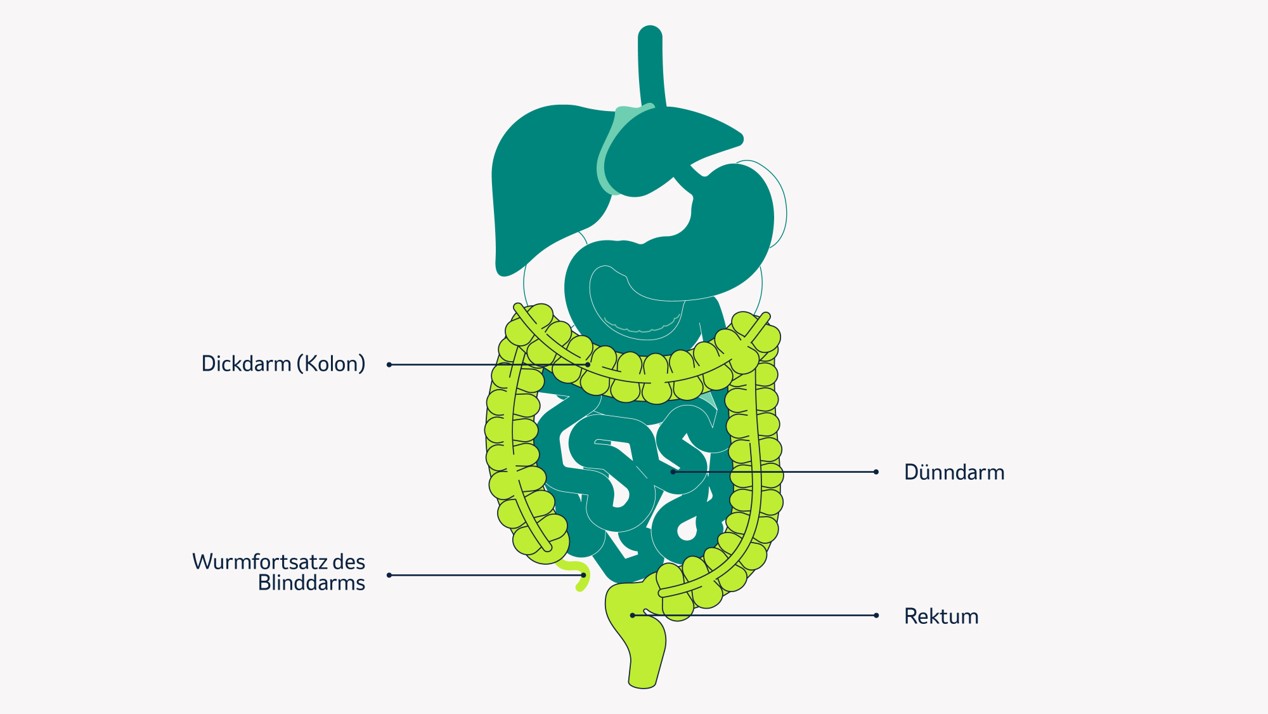 Bild 1 Darmquerschnitt