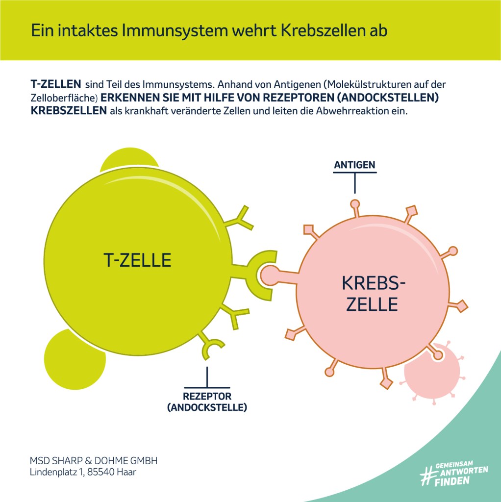 Eine T-Zelle erkennt eine Krebszelle anhand von Antigenen mit Hilfe von Rezeptoren (Andockstellen) als krankhaft veränderte Zellen und leitet die Abwehrreaktion ein.