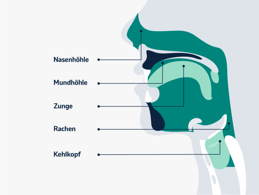 Die Abbildung zeigt einen Querschnitt des Kopf-Hals-Bereichs mit Nasenhöhle, Mundhöhle, Zunge, Rachen und Kehlkopf – die Bereiche, in denen Kopf-Hals-Tumoren auftreten können. Grafik erstellt von MSD nach Daten der Deutschen Krebshilfe, Blauer Ratgeber „Krebs im Mund-Kiefer-Gesichtsbereich“, 2024.