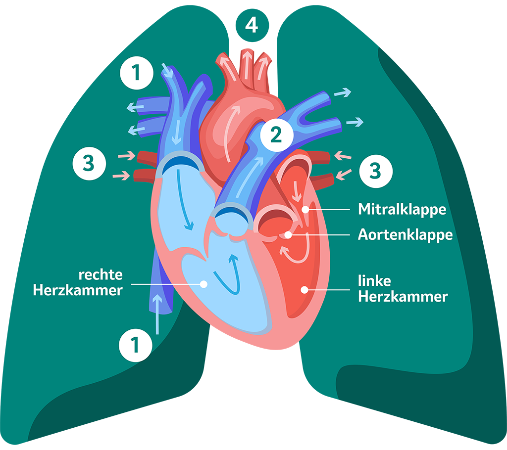 Herz-Lungen-Kreislauf. Schematische Darstellung.