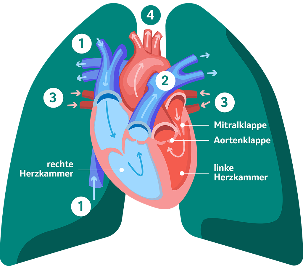 Herz-Lungen-Kreislauf. Schematische Darstellung.
