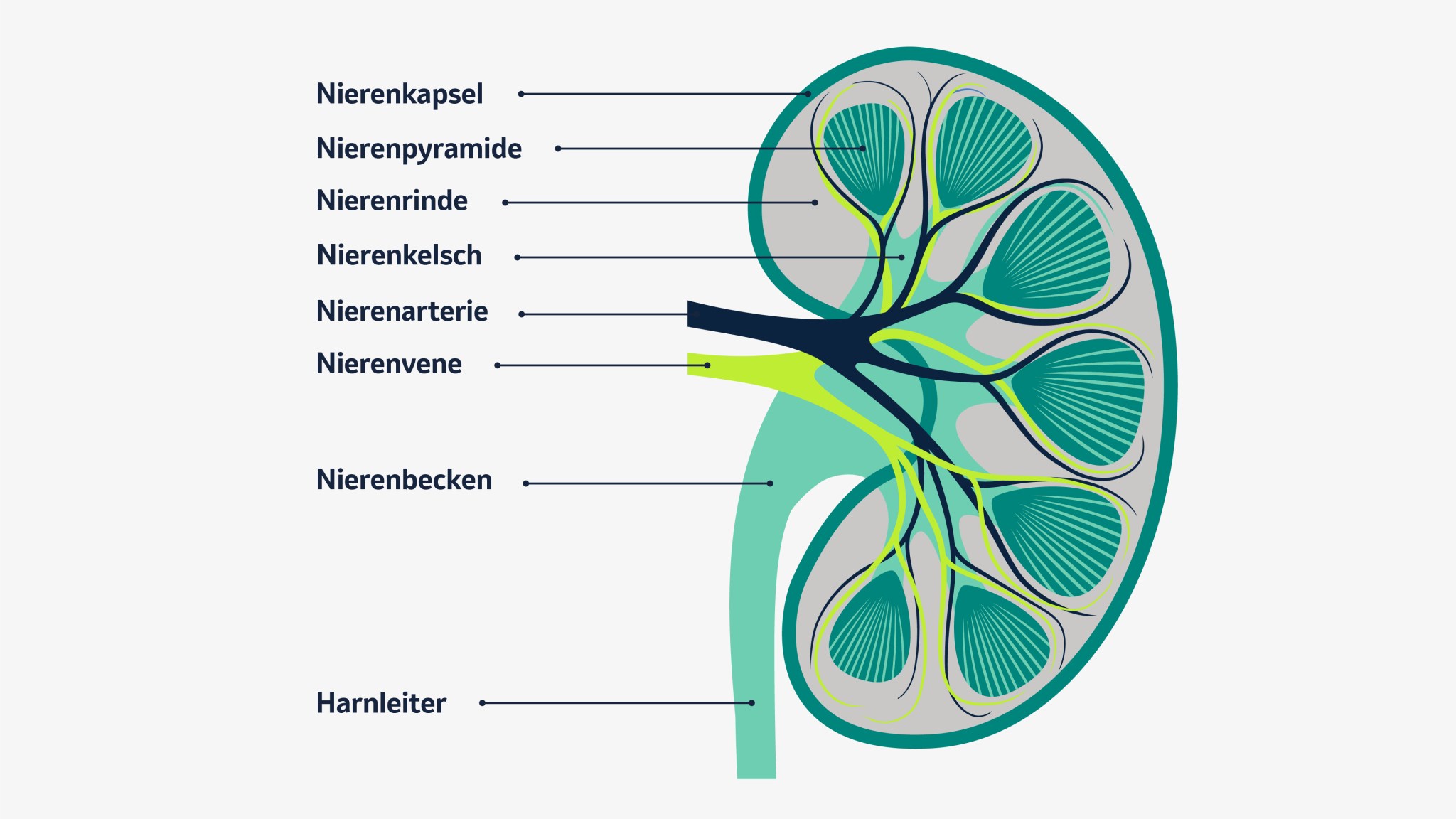 Schematische Darstellung einer menschlichen Niere im Querschnitt mit Beschriftungen der wichtigsten anatomischen Strukturen. Zu sehen sind die Nierenkapsel, Nierenpyramiden, Nierenrinde, Nierenkelche, Nierenarterie, Nierenvene, Nierenbecken und der Harnleiter. Die verschiedenen Bereiche sind farblich voneinander abgehoben, um ihre Funktionen visuell zu verdeutlichen.