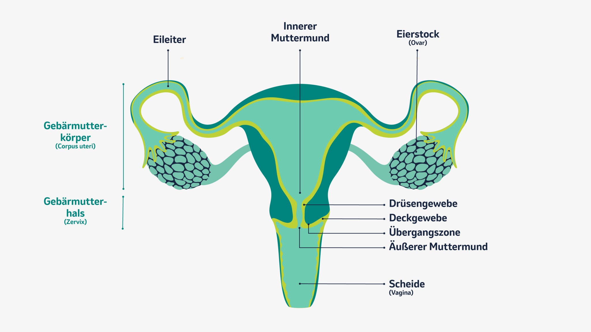 Schematische Darstellung der weiblichen Geschlechtsorgane mit beschrifteter Gebärmutter, Eileitern, Eierstöcken, Gebärmutterhals und Scheide.