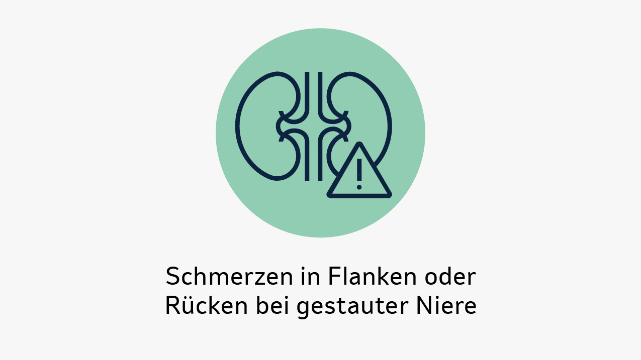 Symbol zweier Nieren mit Warnsymbol als Hinweis auf Flanken- oder Rückenschmerzen bei gestauter Niere.