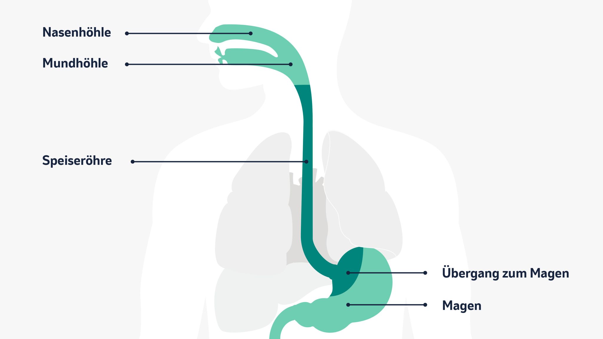 Grafische Darstellung der Anatomie der Speiseröhre und umliegender Organe. 